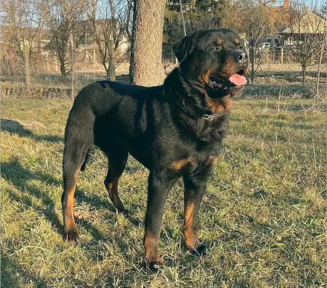 rottweiler rüde mit prüfungen als familien-bodyguard bzw. sportschutzhund v.i.p