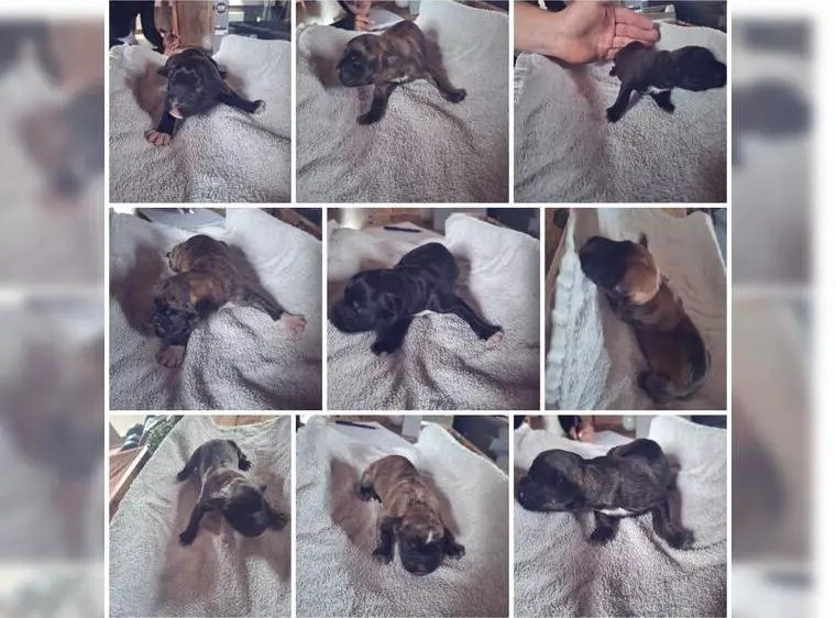 Wunderschöne Boxerwelpen (Boxherd) aus Hobbyzucht