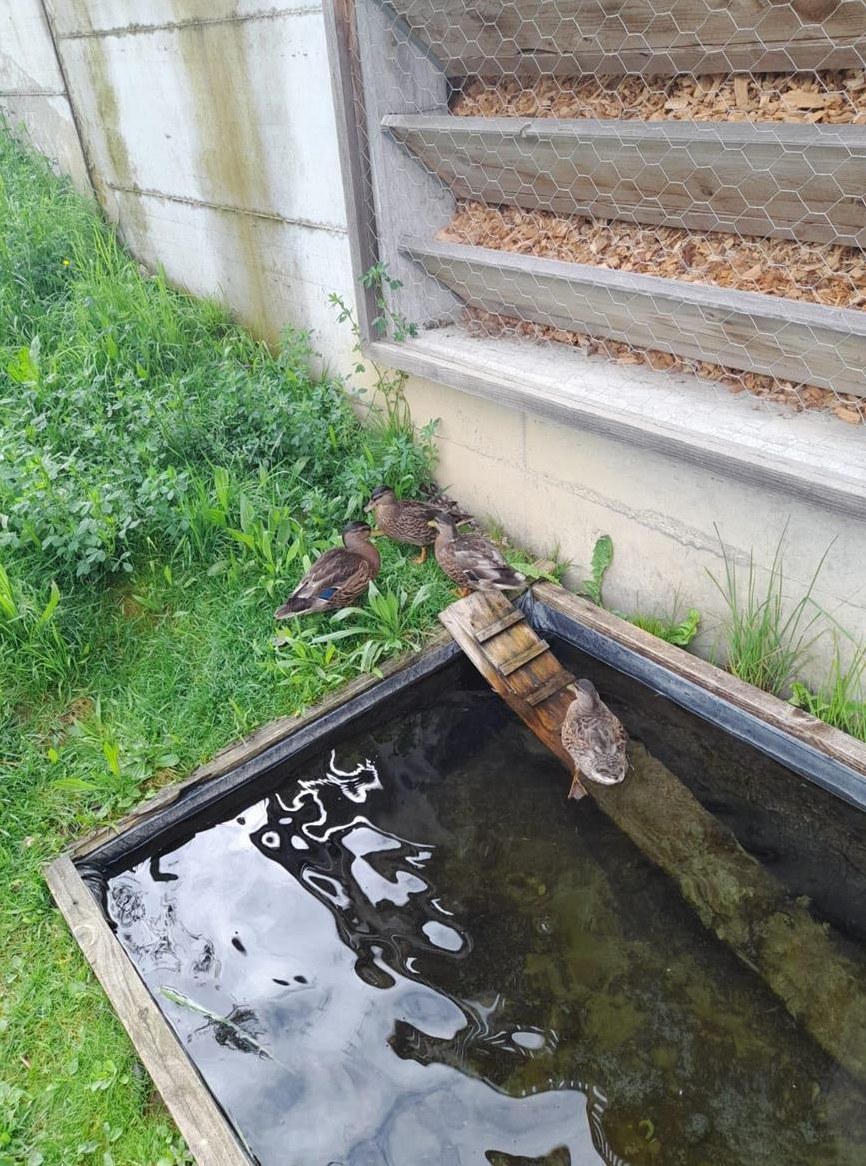 Wildfarbige Zwergenten zu verkaufen