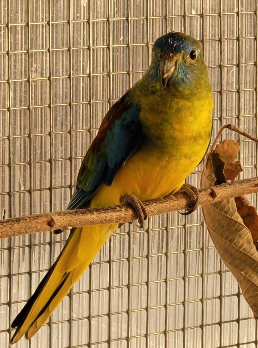 1.0 Schönsittich Jahrgang 24 zu verkaufen