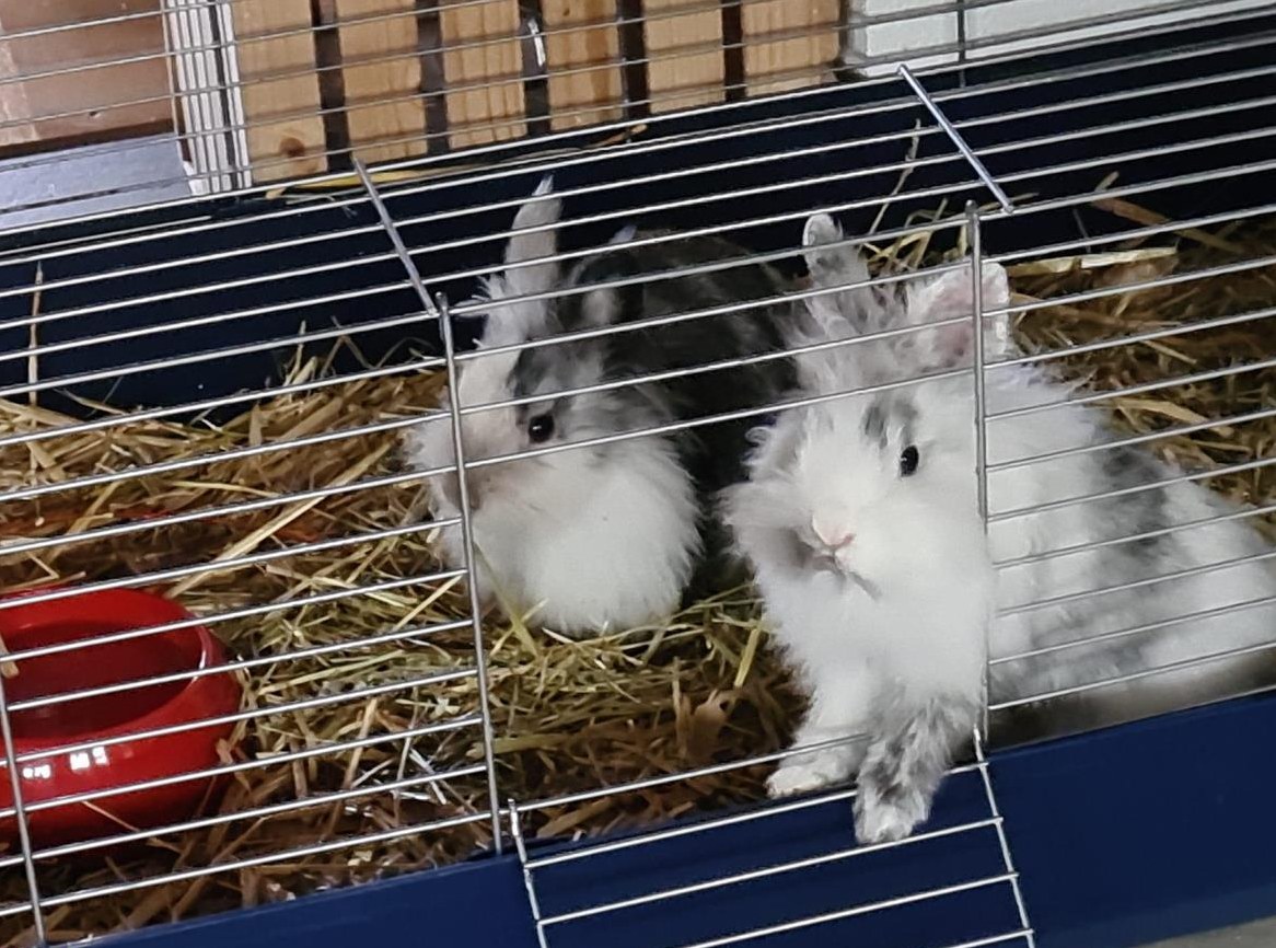 Löwenkopf Zwergkaninchen, 5 Monate alt