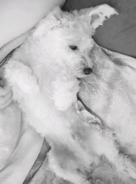 Kleiner Bichon Frisé Rüde sucht neues Zuhause