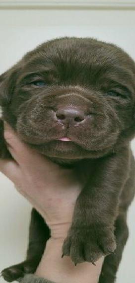 Labrador Welpen Rüden in schoko und schwarz mit Ahnentafel