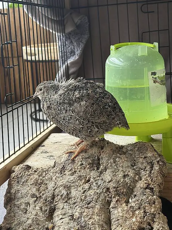 Legewachtel, 6 x Celadon Hennen