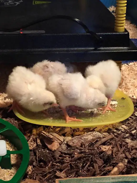 Küken der Rasse Schweizerhuhn, Pro Specie Rara, ZUN