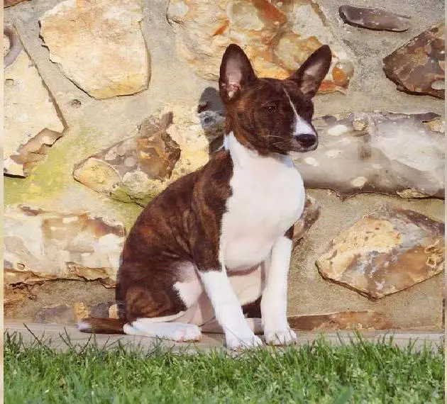 Basenji Welpen mit FCI Papieren