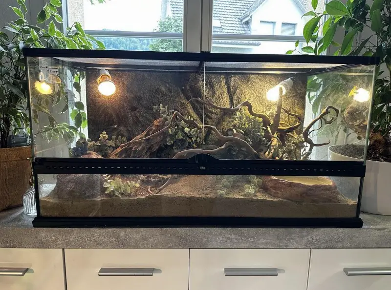 Leopardgecko, männlich, auch mit Terrarium