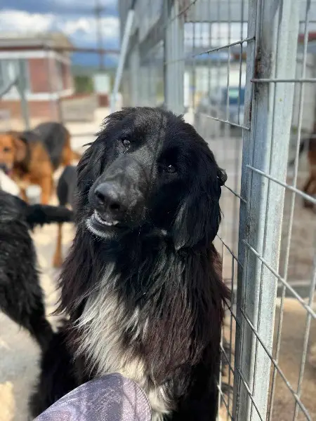 Eros: Mischlingsrüde ca. 1,8 Jahre alt, z.zt. in Griechenland