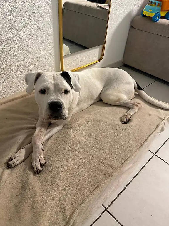 Dogo Argentino Hündin sucht liebevolles Zuhause