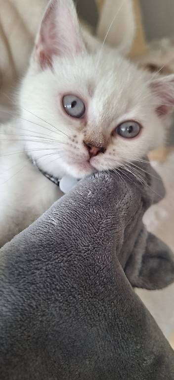 Bkh reinrassig kitten