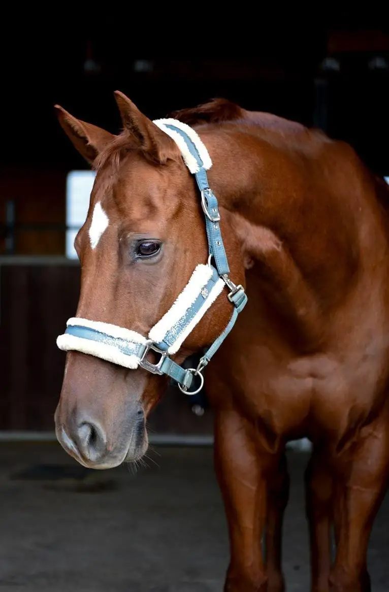 Reitbeteiligung auf Appaloosa Wallach im Thurgau