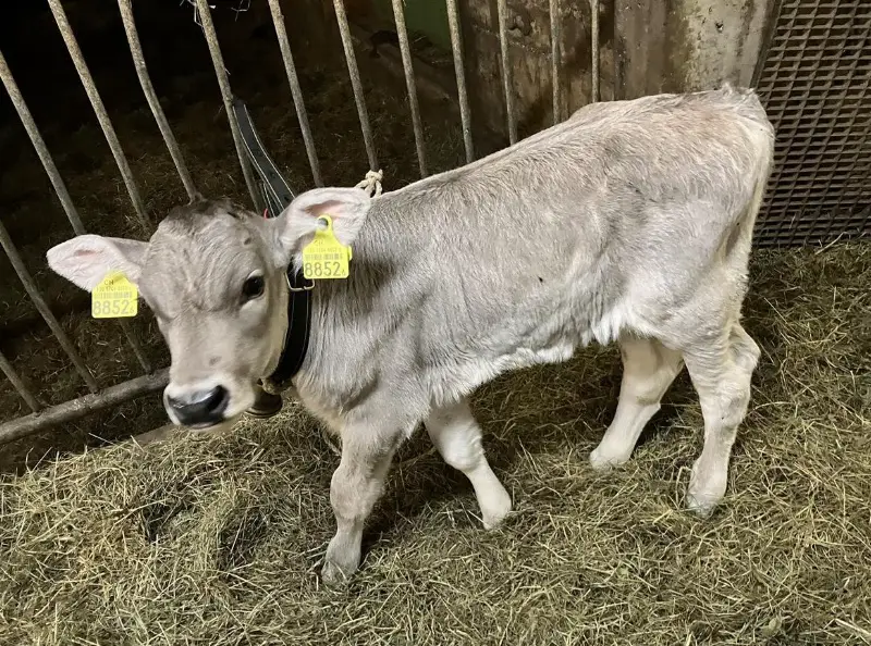 ROB Chütschi, Kalb zu verkaufen