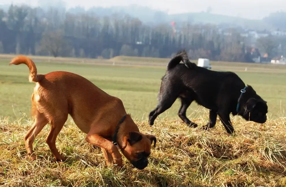 Zwerggriffon Petit Brabancon Rüden, braun & schwarz