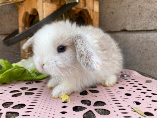 Mini lop Kaninchen kaufen? Wir haben Zwergwidder Babys