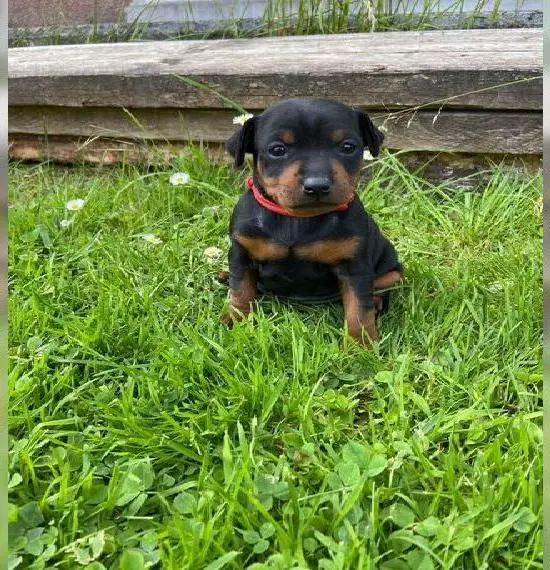 *Zwergpinscher Welpe Hündin mit Ahnentafel*