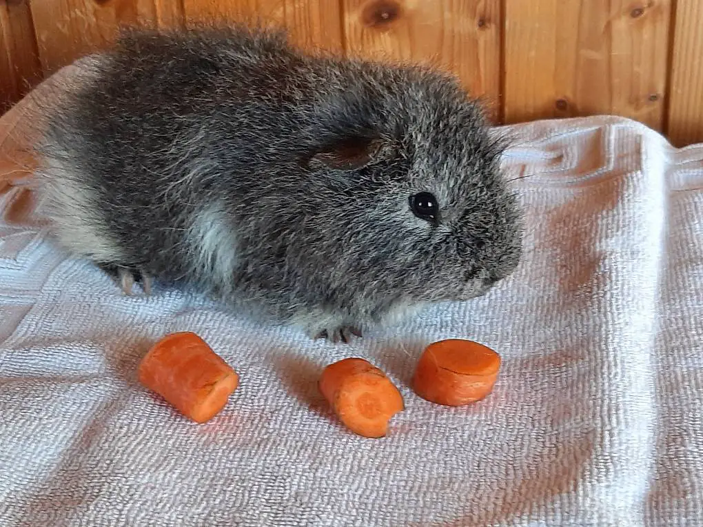 Herziges Meerschweinchen Teddy Männchen zu verkaufen