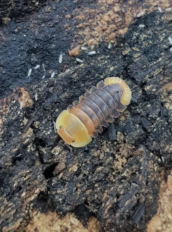 Verschiedene Asseln zu verkaufen