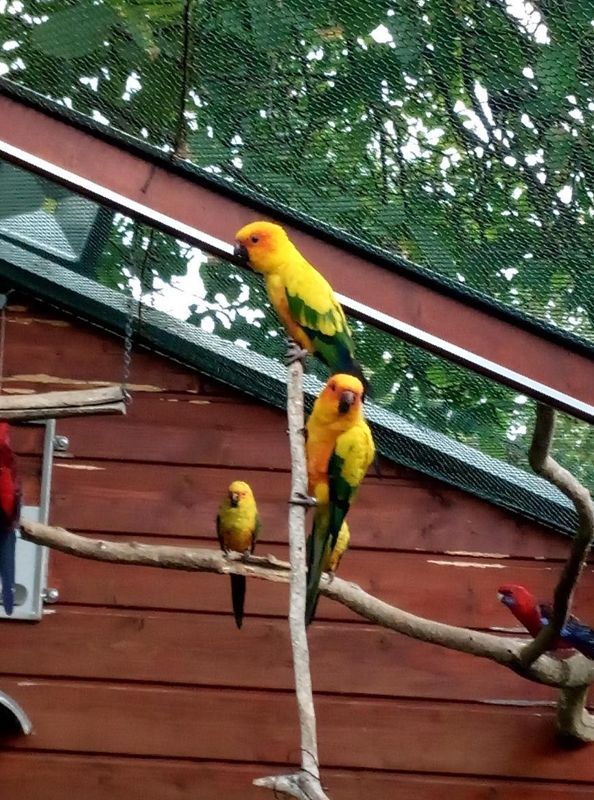 Sonnensittich Hennen zu verkaufen