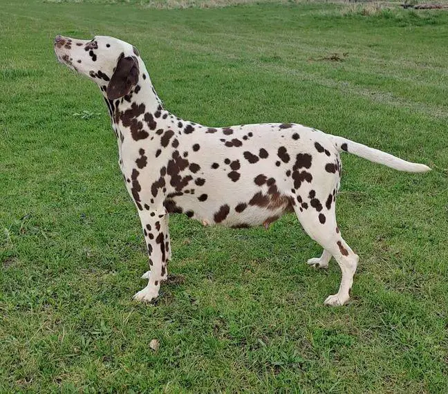Dalmatiner Welpen mit VDH/DDC Ahnentafel