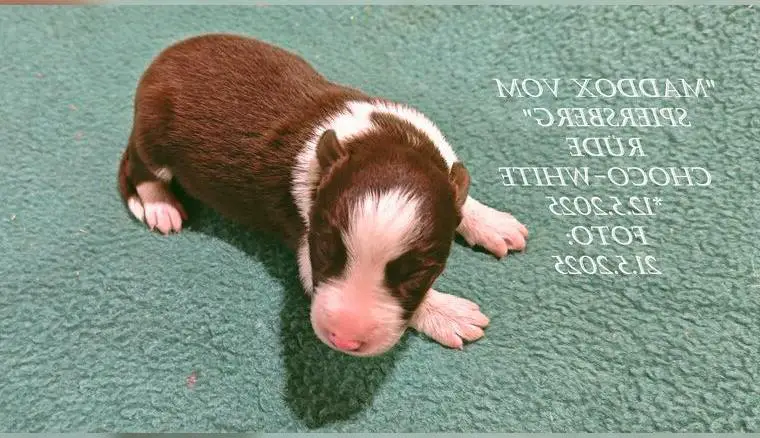 BORDER COLLIE-Welpen, reinrassig, mit Papieren vom MHZV, versch. Farbschläge