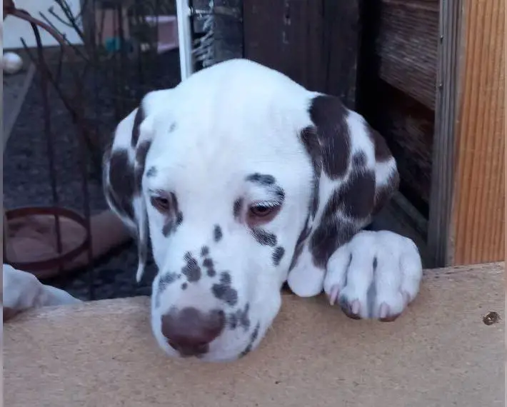 Dalmatiner Welpen Rüden *abgabebereit* braun-weiss