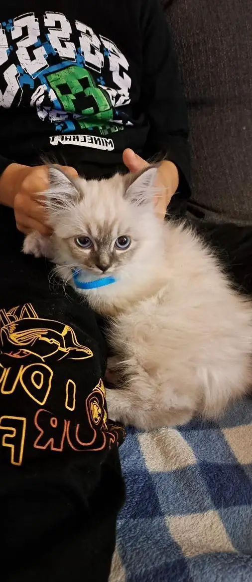 Heilige Birma Kätzchen suchen ein Zuhause