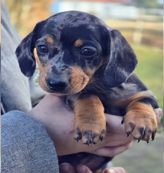 Dackel Welpen / Zwergdackel suchen ein liebevolles Zuhause