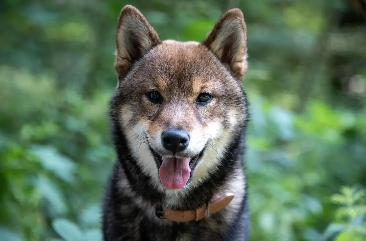 Shiba Inu Rüde Bandaj & Benjiro vom Zwärgehüsli mit Stammbaum