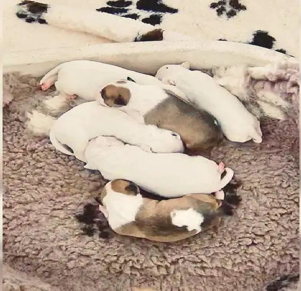 Miniatur Bullterrier FCI Gemma Gemmarum