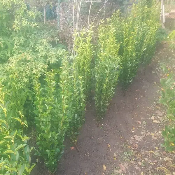  Ovalblättriger Liguster Für schnellwachsende Hecken