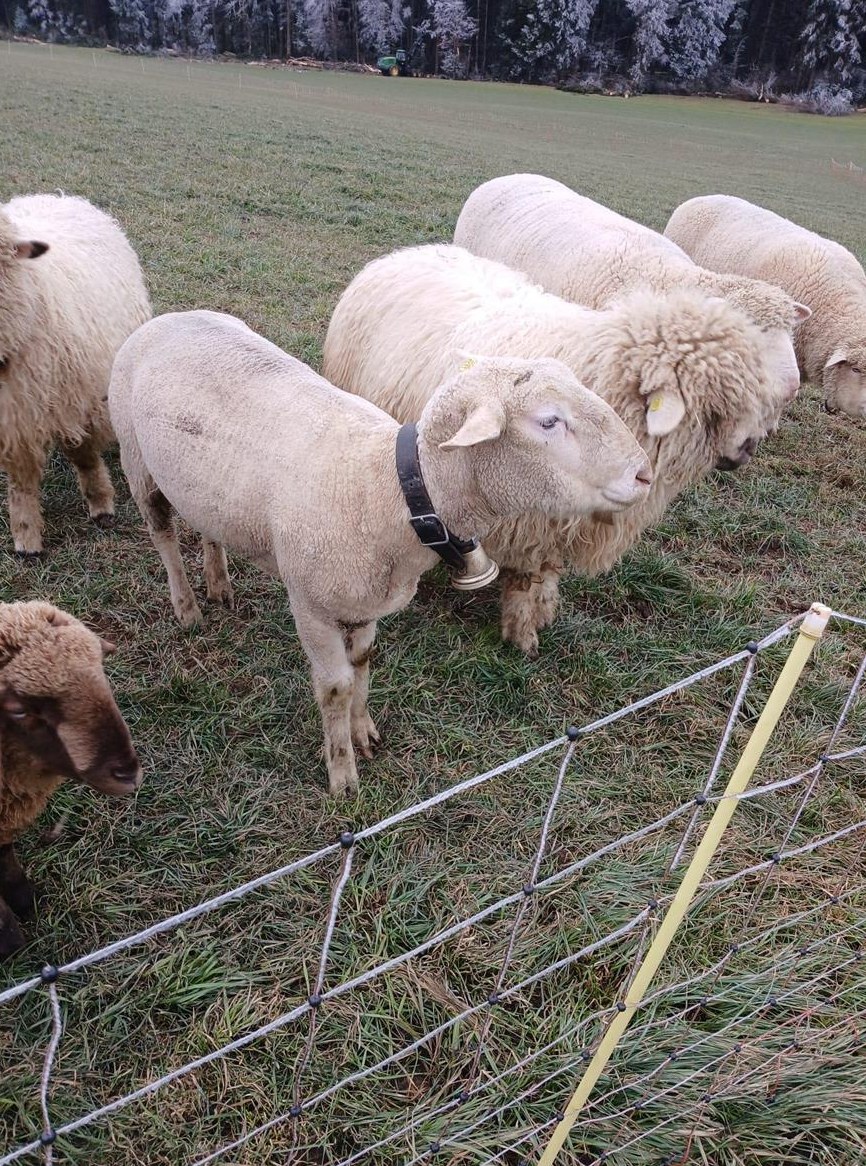 Schafbock (WAS/Spiegelschaf) zu verkaufen