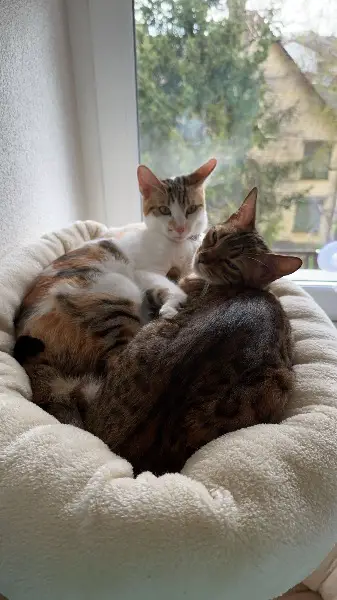 Katzen zum Verkaufen