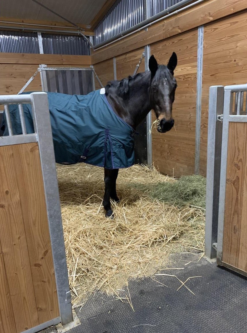 Biete Reitbeteiligung für Sportpferde in schönem Reitgelände