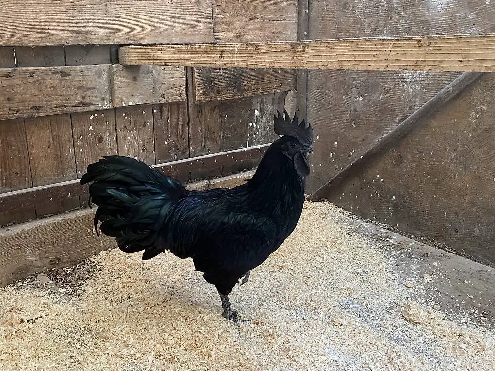 Gallo Ayam Cemani