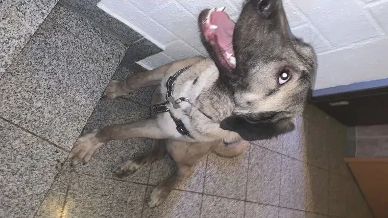 Kangal-Hündin (7 Monate) ? Wachsam, Sozial & Kinderlieb