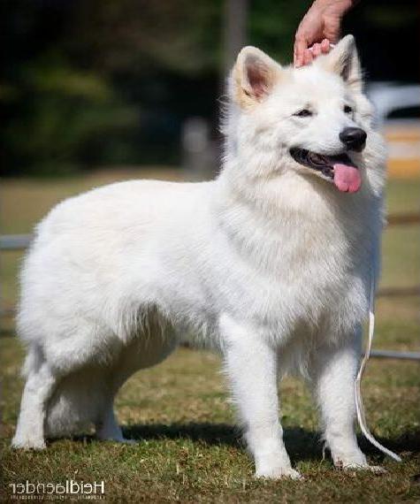 Wunderschöne weisse schäferhunde