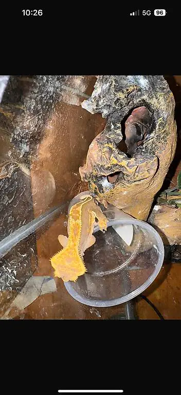 Kronengecko crested gecko