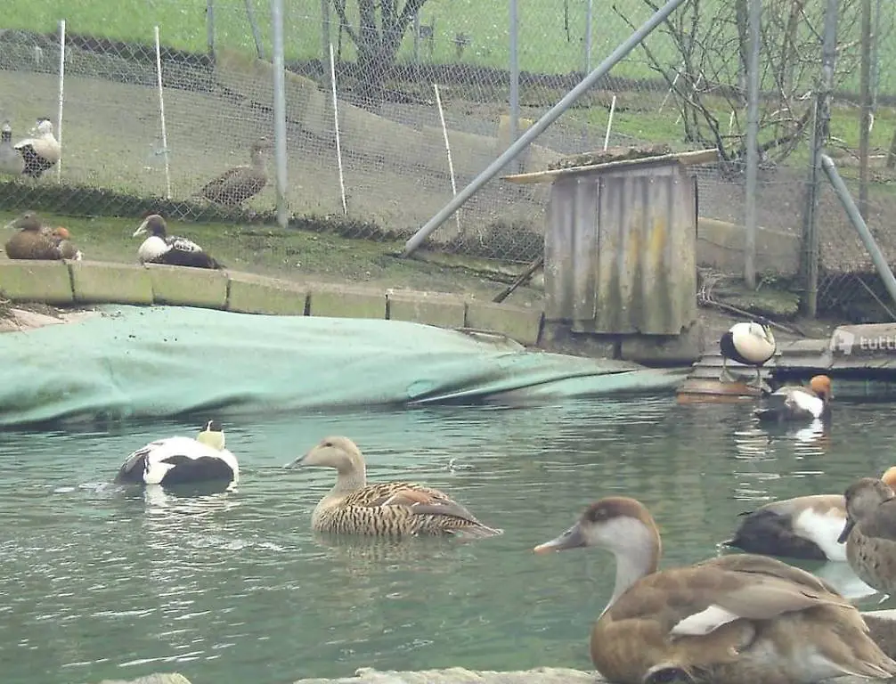 Div. Enten und Graugänse aus Naturbrut zu verkaufen