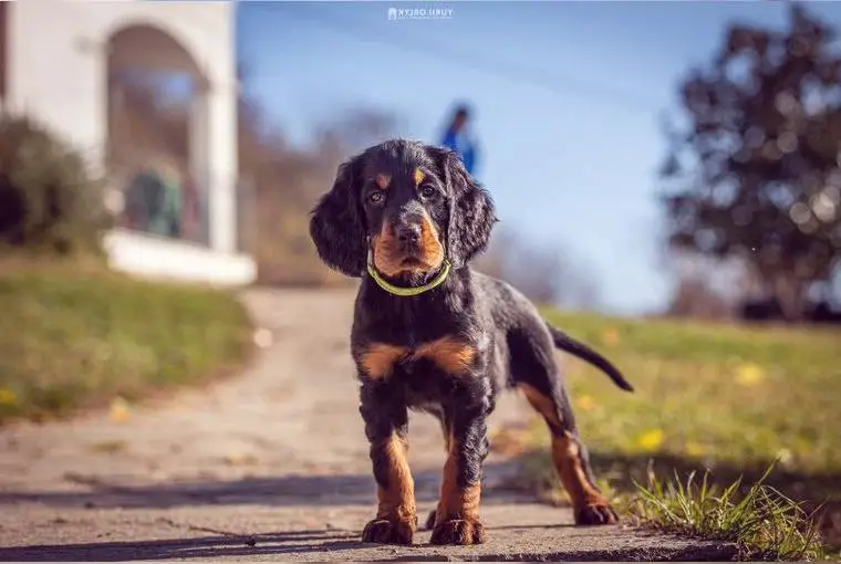 Gordon setter puppies