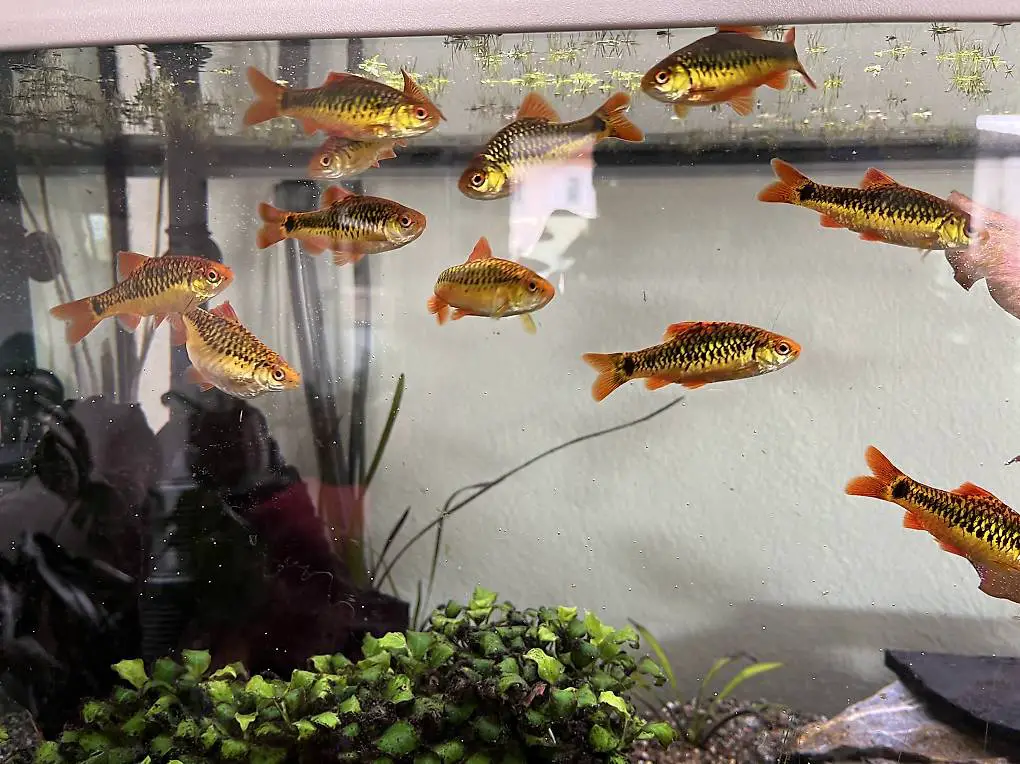 12 Brokatbarben, 1 Antennenwels