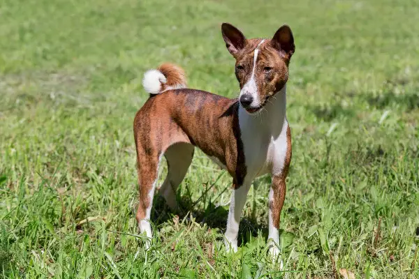 Erfahrene Basenji-Hündin sucht neues Zuhause