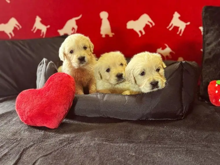 Traumhafte Golden Retriever in weiss (Körzucht)