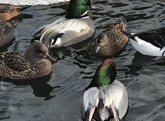 Enten - Zierenten - Wasserziergeflügel Nachzucht abzugeben