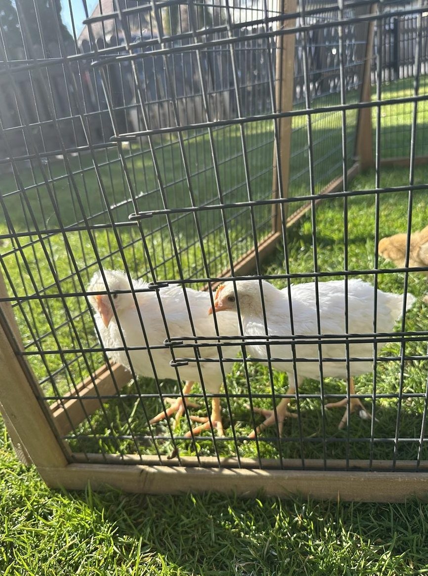 Zahme Küken von Hybrid Legehennen zu verkaufen