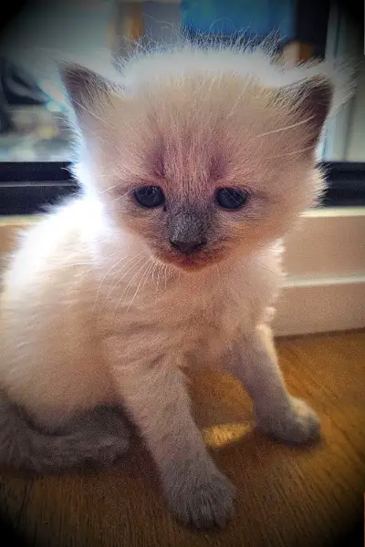 Reinrassige Neva Masquarade Kitten