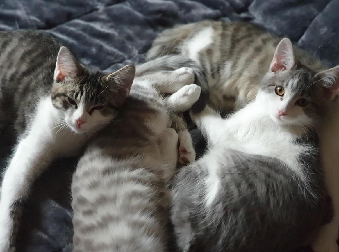 2 wundervolle Maine Coon Mix Büsis