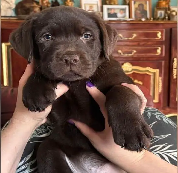 Labrador welpe in schokobraun, reinrassig