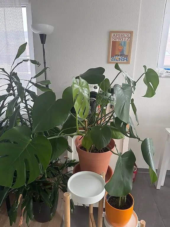 Pflanze-lant (Monstera) + Pot