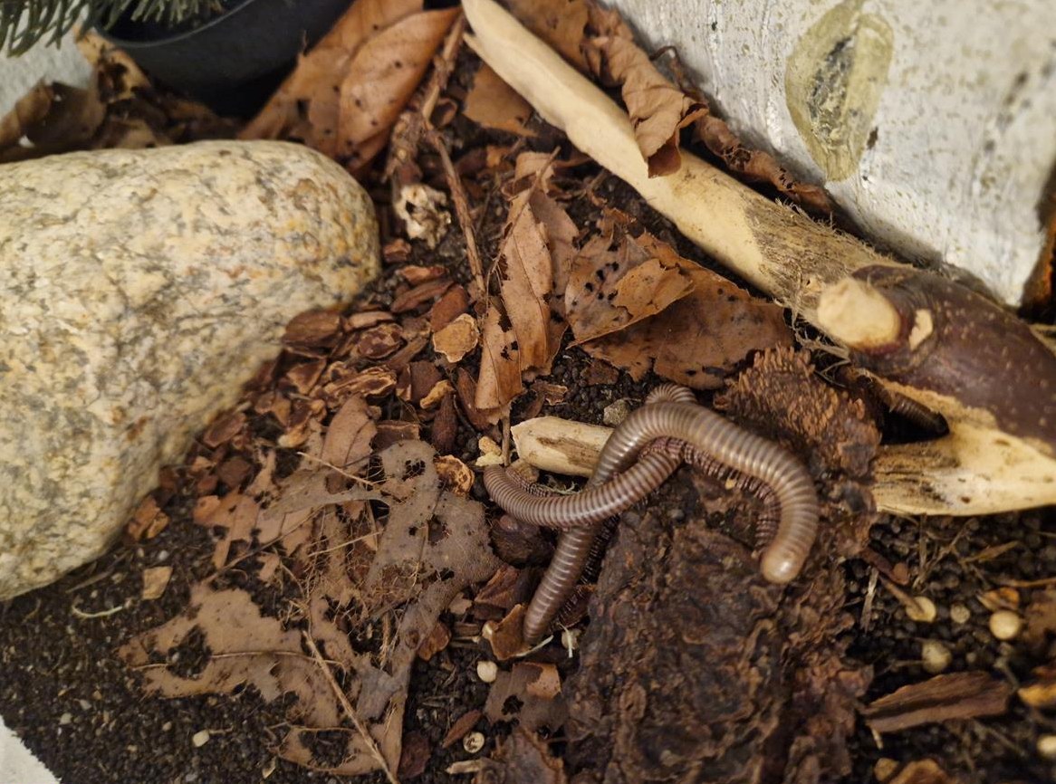 Tansania Tausendfüsser zum verschenken