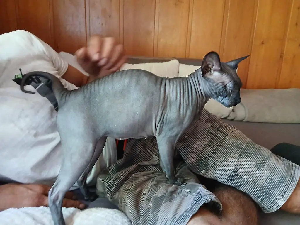 Sphynx Reinrassige katze
